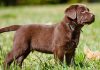 Miniature Labrador