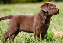 Miniature Labrador
