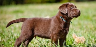 Miniature Labrador