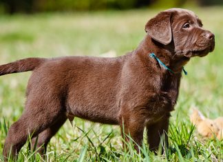 Afbeeldingsresultaat voor labrador