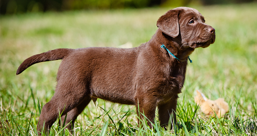 small dog like labrador