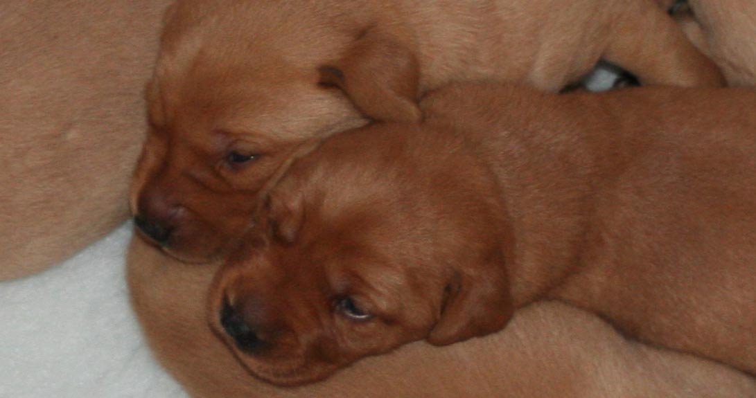 Puppy Development Ages and Stages - A Week By Week Guide