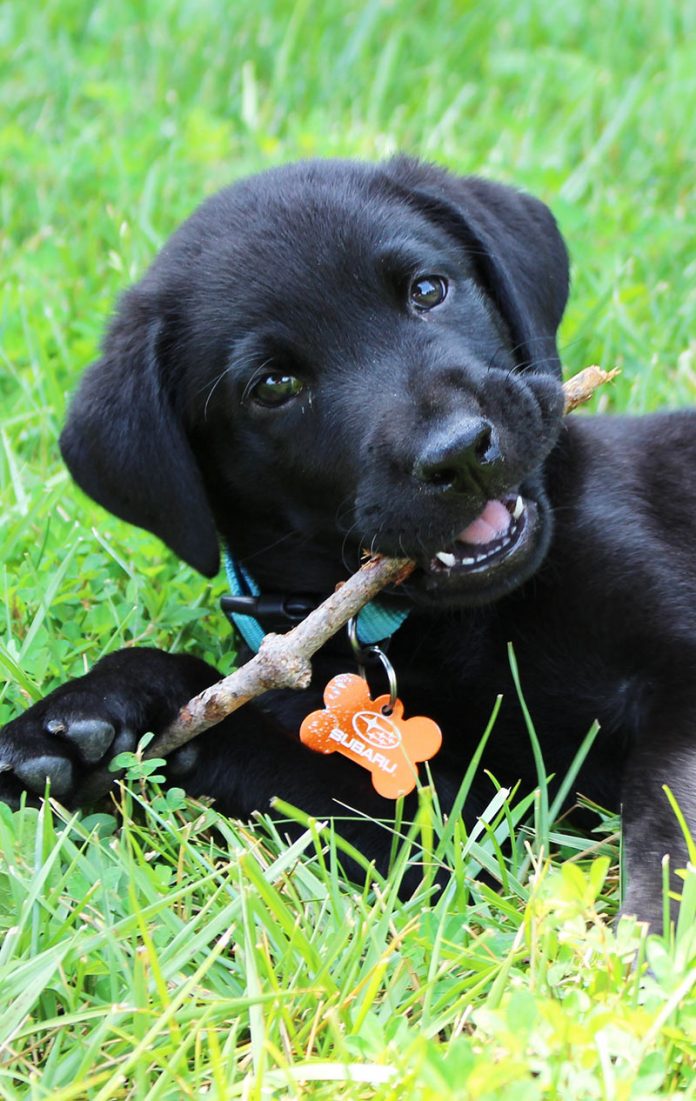 Labby Pup Labrador Puppies - A Complete Guide To Your Lab Puppy