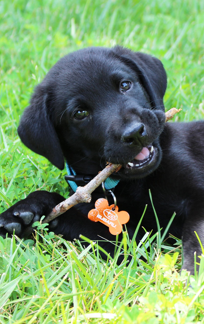 Teething puppies like this little black Lab pup often chew on toys and sticks