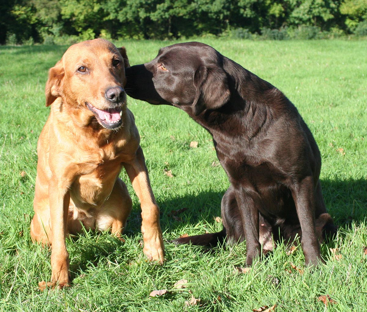 Our English and American Labs have very different appearances. 