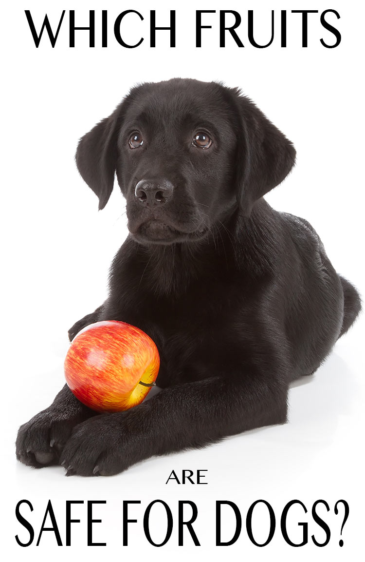 can apples harm dogs