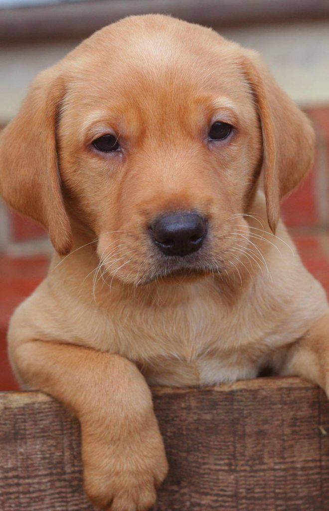 newly born labrador puppies