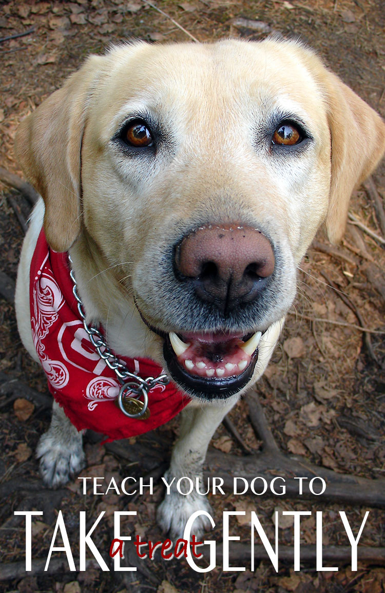 teach your dog to take a treat gently in six easy steps