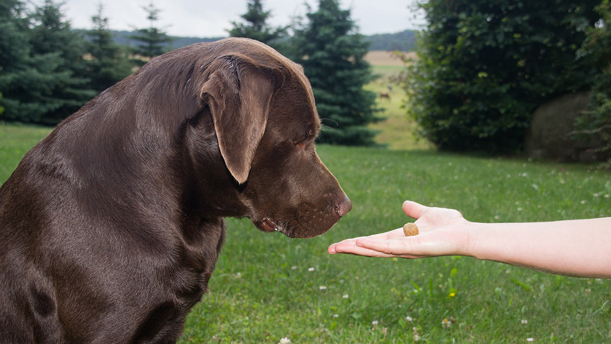 how do i train my dog to wait for a treat