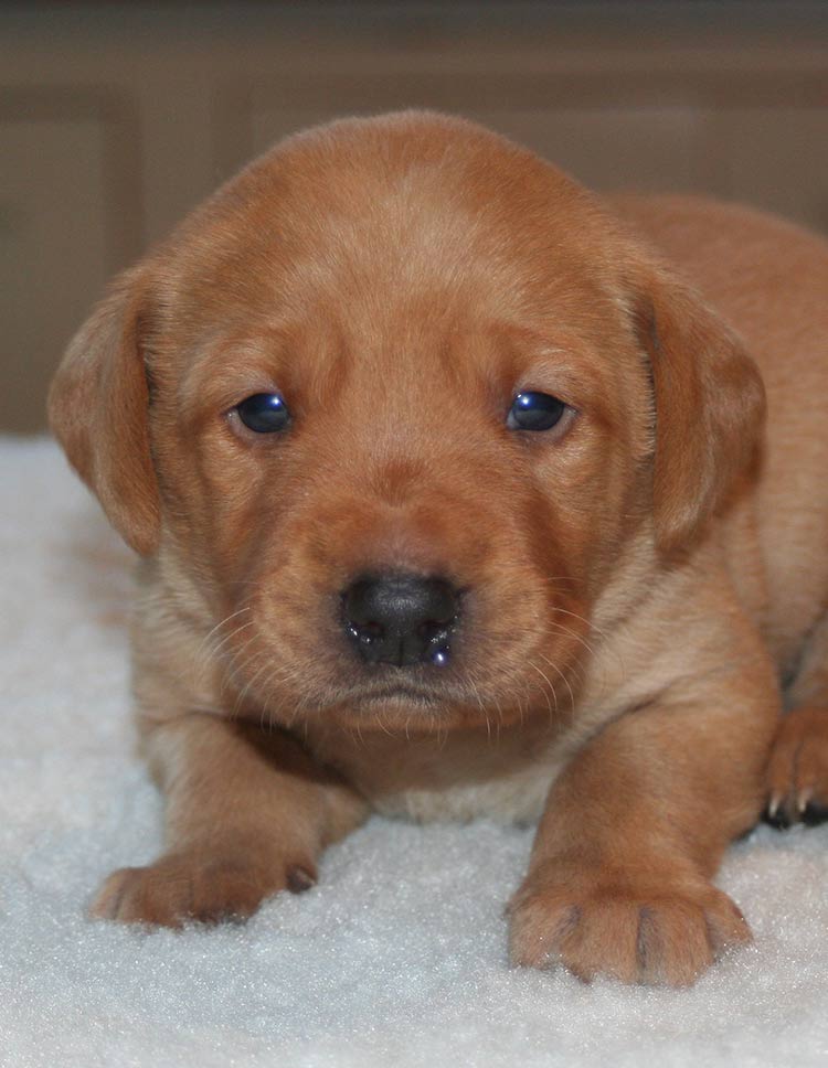 red labrador puppies