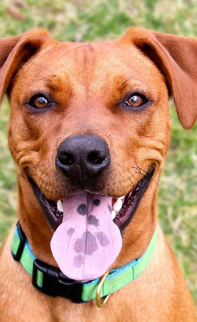 Find out all about black spots on a dog's tongue