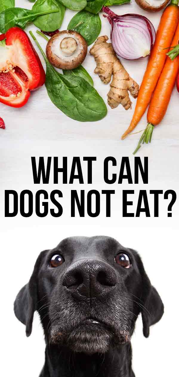 what can dogs not eat