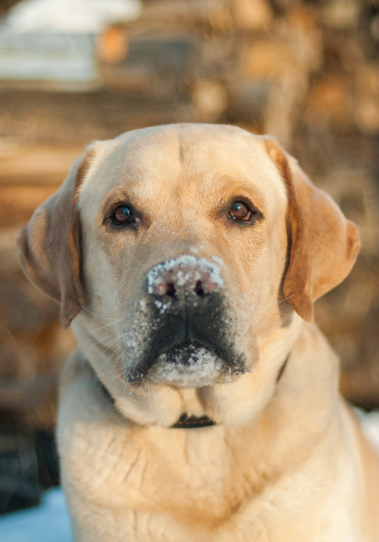 English Labs have a thick warm double coat