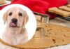 Homemade Dog Treats
