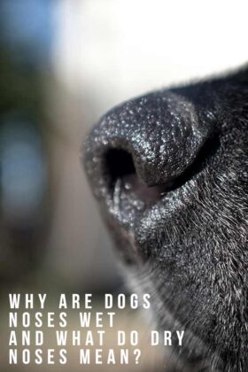 Why Are Dogs Noses Wet And What Do Dry Noses Mean?