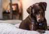 Benadryl For Dogs