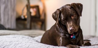 Benadryl For Dogs