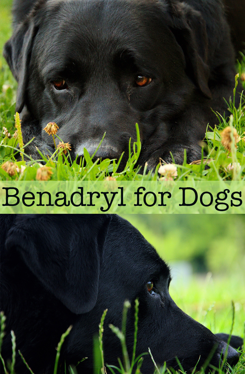 can i give my dog benadryl for allergic reaction