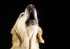 In Is Your Dog Howling we find out why dogs howl and what dog howling really means