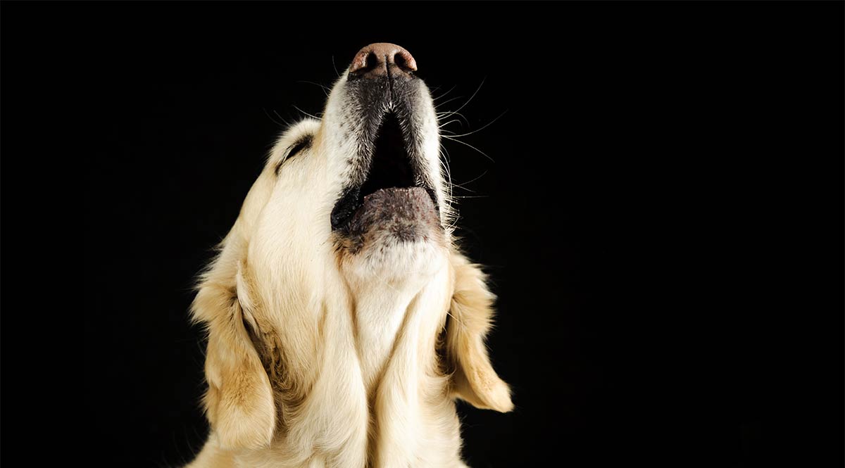 Why do dogs howl