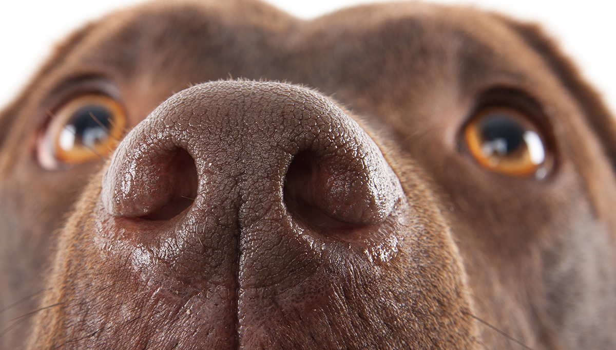 Why Are Dogs Noses Wet And What Do Dry Noses Mean why-are-dogs-noses-wet-and-what-do-dry-noses-mean