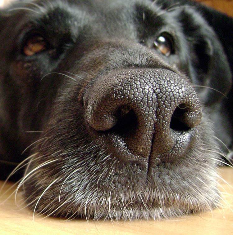 What does it mean when a dogs nose is wet My Dog S Nose Is Dry Is It Something Serious And Should I Be Worried