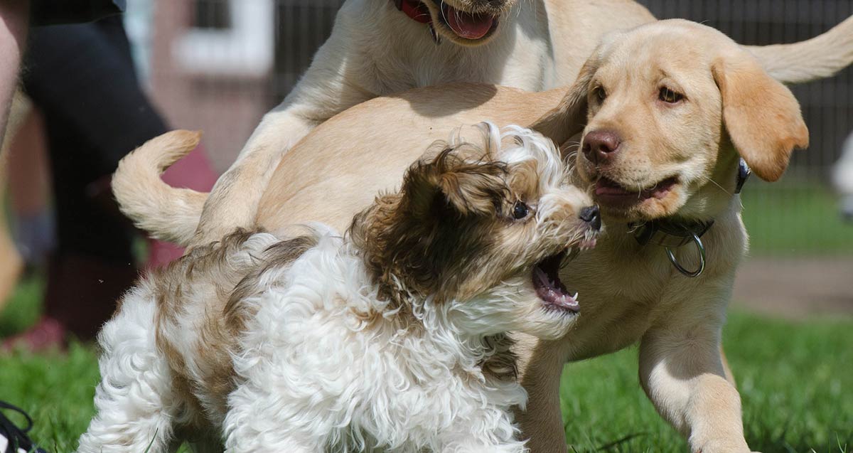 Check out our tips on how to calm your excited puppy