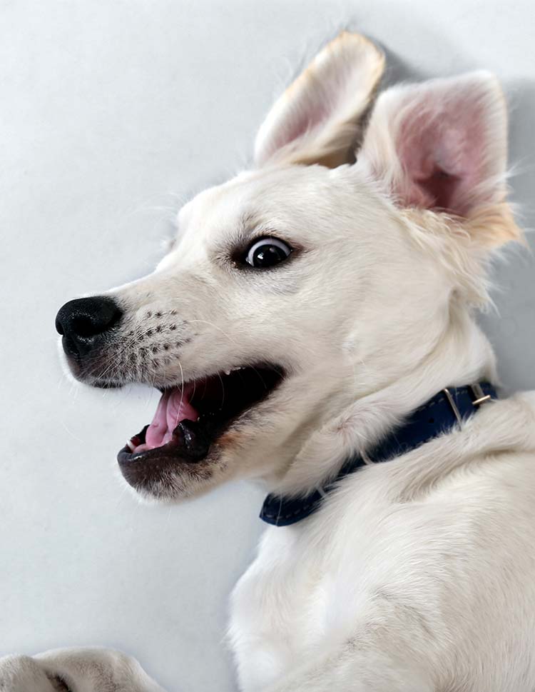 Découvrez comment calmer un chiot