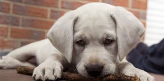 How to calm an excited puppy