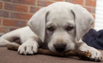 How to calm an excited puppy