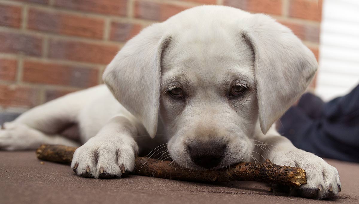 overstimulated puppy biting