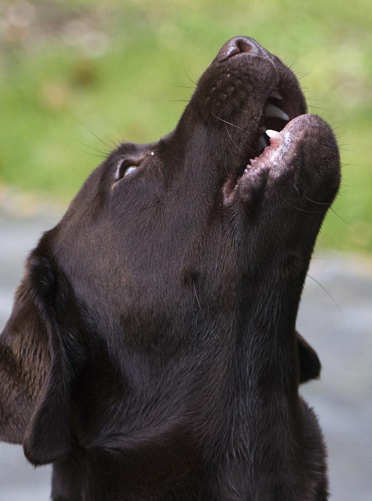 why does my dog howl when i play piano