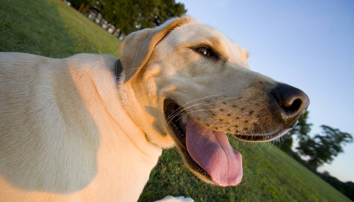 how does panting keep dogs cool