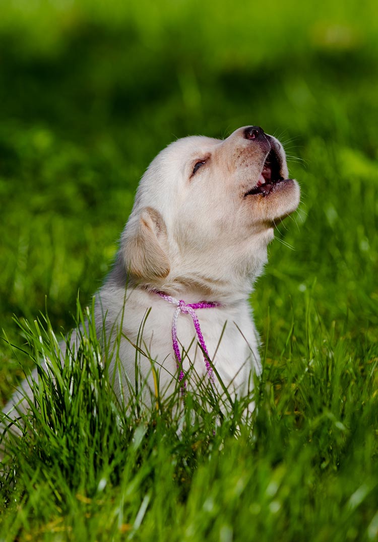 In why do dogs howl we look at why puppies howl when the are left and at other causes of dog howling