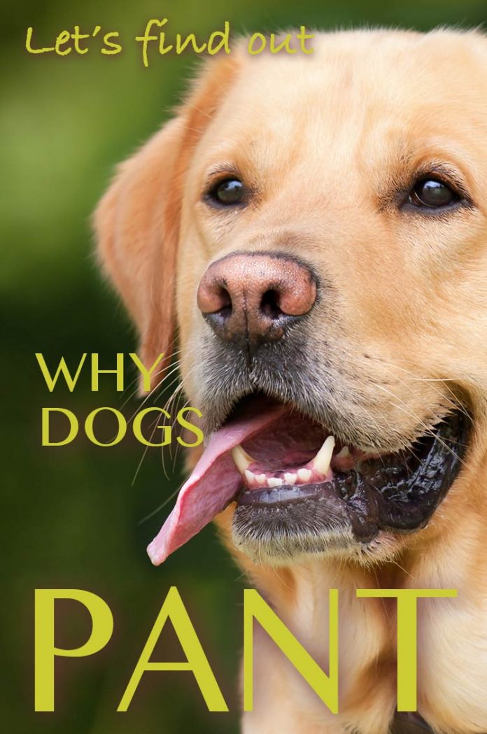 Why Do Dogs Pant Fascinating Facts About Panting In Dogs