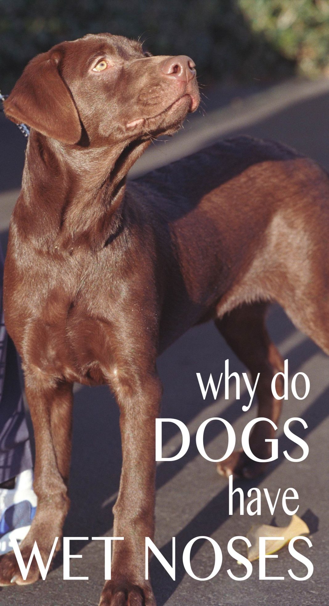 Why Are Dogs Noses Wet And What Do Dry Noses Mean?