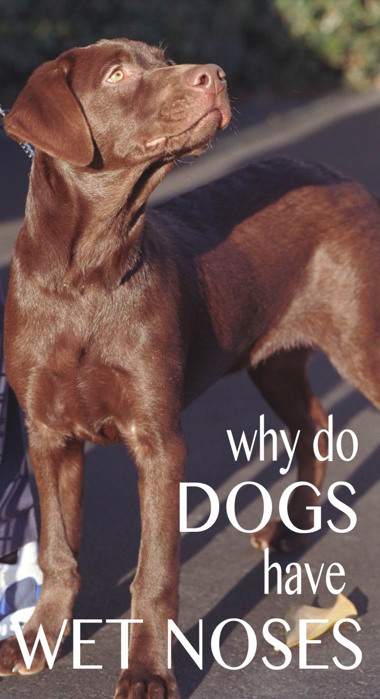 Why Are Dogs Noses Wet And What Do Dry Noses Mean?