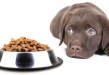 Dog won't eat