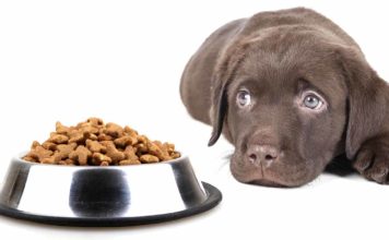 Dog won't eat
