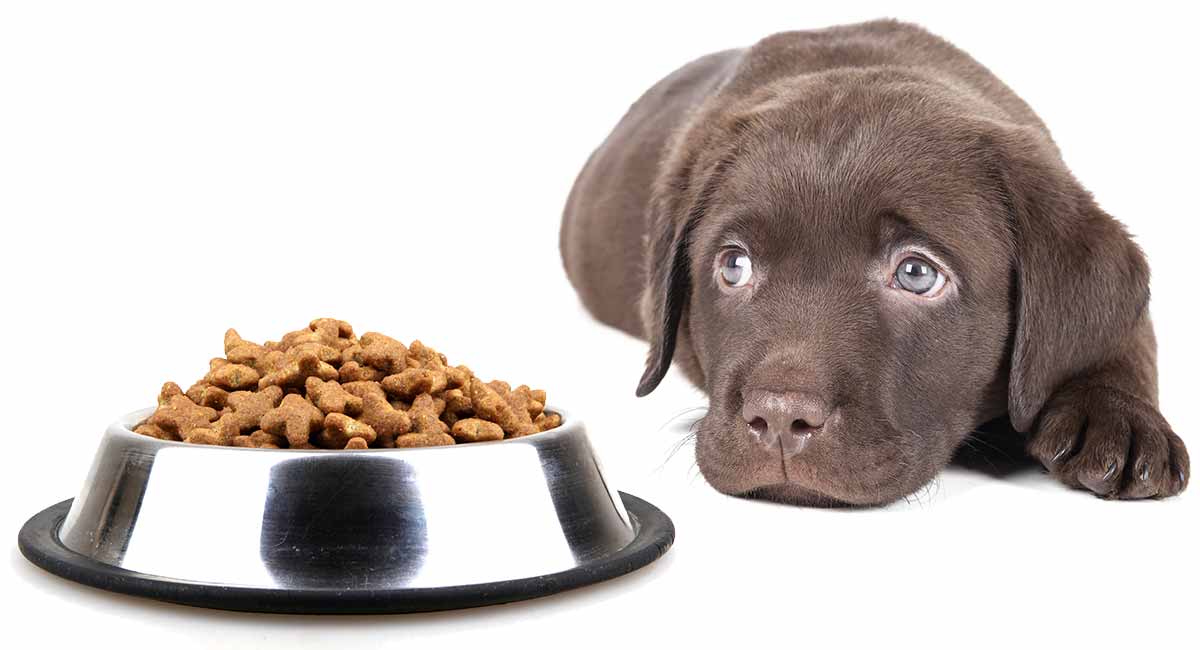 can i give my puppy cat food