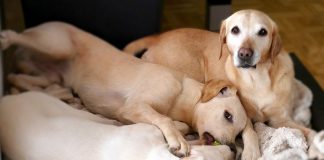 A Guide To Afoxolaner For Dogs