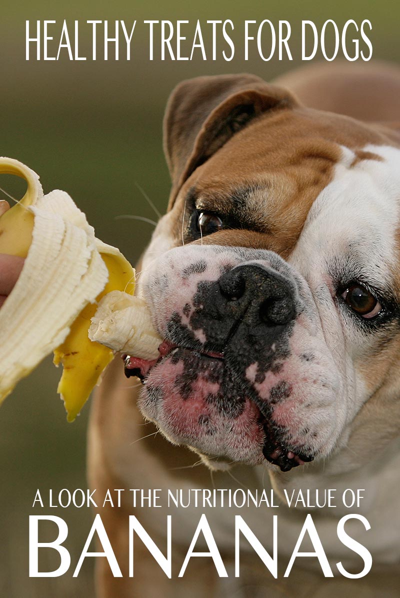 can dogs eat bananas - we find out in this fascinating article