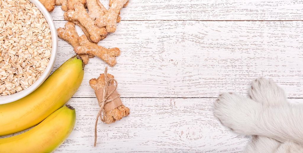 Can Dogs Eat Bananas? A Complete Guide To Bananas For Dogs