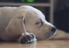 Find out about dog hiccups