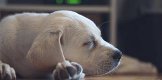 Find out about dog hiccups