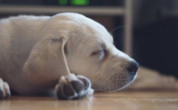 Find out about dog hiccups