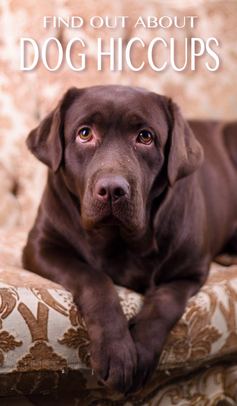 Can Dogs Get Hiccups American Kennel Club