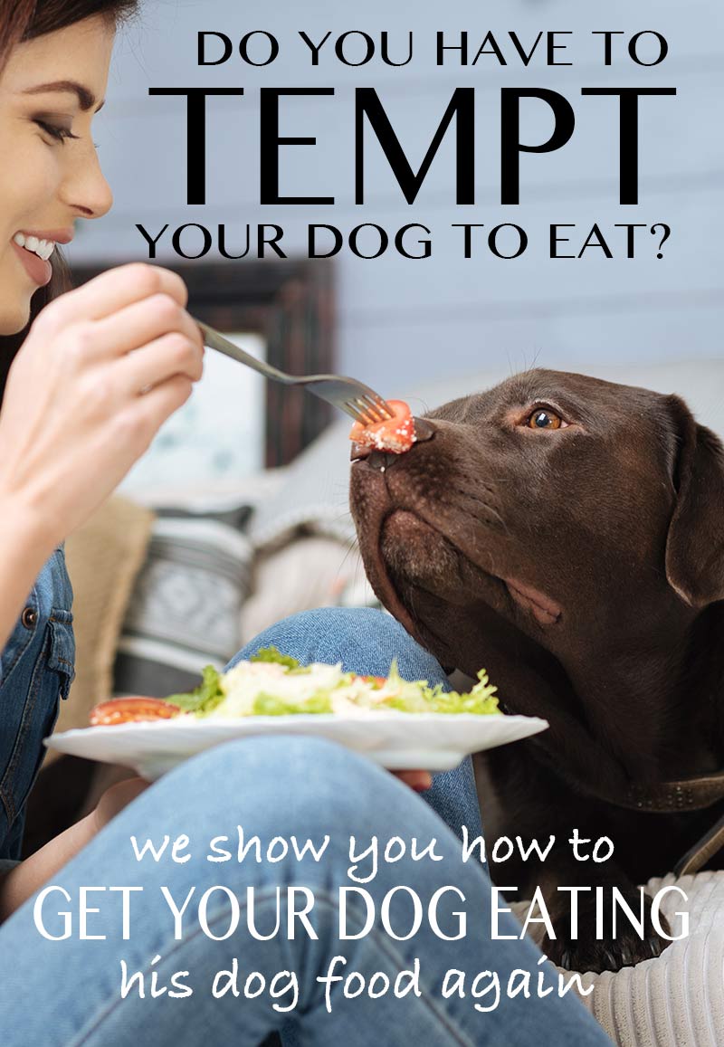 Dog Suddenly Not Eating His Food Dog Suddenly Not Eating His Food
