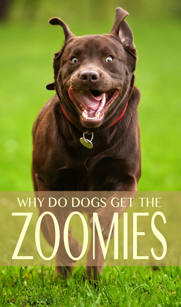 Dog Zoomies Why Do Dogs Run Around Like Crazy