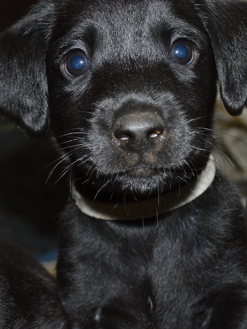 Dog hiccups are quite natural. This black Lab puppy will soon be over them